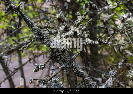 Lichen di susina di Evernia su rami d'albero. Chernobyl Foto Stock