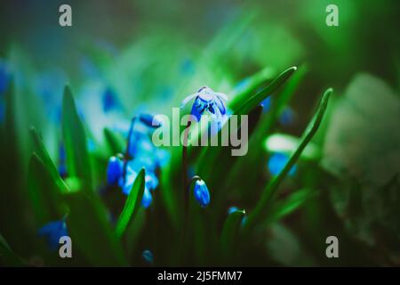 Nei primi giorni di primavera, tra le foglie verdi crescono i bellissimi fiori di scilla blu fragrante. Natura nel mese di aprile. Foto Stock