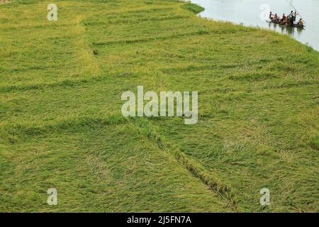 Sunamganj, Bangladesh. 20th Apr 2022. Campo di risaie dopo una tempesta. Credit: SOPA Images Limited/Alamy Live News Foto Stock