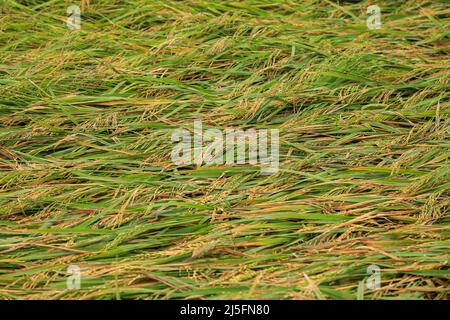 Sunamganj, Bangladesh. 20th Apr 2022. Campo di Paddy dopo una tempesta in una torbiera. Credit: SOPA Images Limited/Alamy Live News Foto Stock