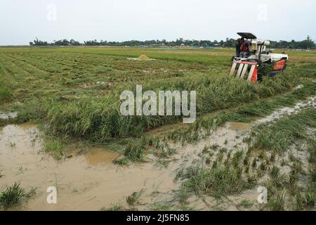 Sunamganj, Bangladesh. 20th Apr 2022. Una macchina trebbiatrice vista funzionare in risaie in una torbida. Credit: SOPA Images Limited/Alamy Live News Foto Stock