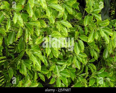 Un primo piano di foglie di alloro canfora. Cinnamomum camphora è una specie di albero sempreverde che è comunemente conosciuto sotto i nomi di albero di camporo, campo Foto Stock