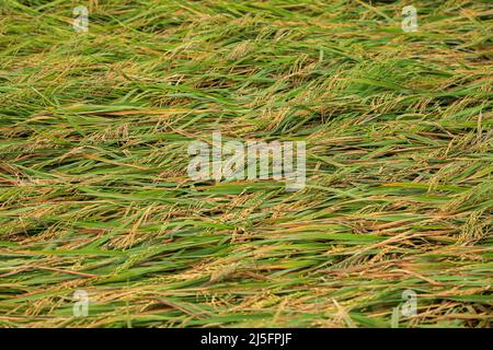 Sunamganj, Bangladesh. 20th Apr 2022. Campo di Paddy dopo una tempesta in una torbiera. (Credit Image: © MD Manik/SOPA Images via ZUMA Press Wire) Foto Stock