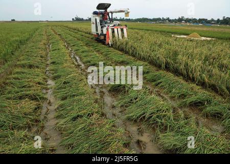 Sunamganj, Bangladesh. 20th Apr 2022. Una macchina trebbiatrice vista funzionare in risaie in una torbida. (Credit Image: © MD Manik/SOPA Images via ZUMA Press Wire) Foto Stock