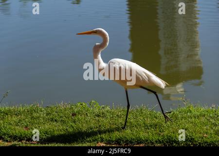 Goiânia, Goias, Brasile – 21 aprile 2022: Un grande airone bianco sulle rive del lago di Bosque dos Buritis a Goiania. Foto Stock