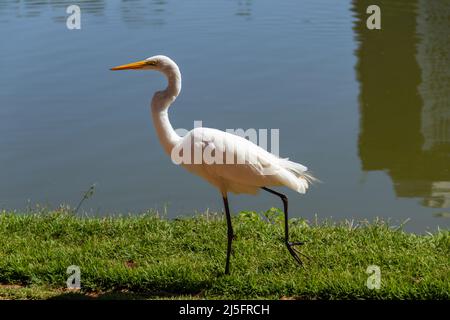 Goiânia, Goias, Brasile – 21 aprile 2022: Un grande airone bianco sulle rive del lago di Bosque dos Buritis a Goiania. Foto Stock