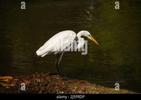 Goiânia, Goias, Brasile – 21 aprile 2022: Un grande airone bianco sulle rive del lago di Bosque dos Buritis a Goiania. Foto Stock