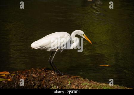 Goiânia, Goias, Brasile – 21 aprile 2022: Un grande airone bianco sulle rive del lago di Bosque dos Buritis a Goiania. Foto Stock