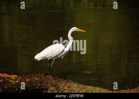 Goiânia, Goias, Brasile – 21 aprile 2022: Un grande airone bianco sulle rive del lago di Bosque dos Buritis a Goiania. Foto Stock