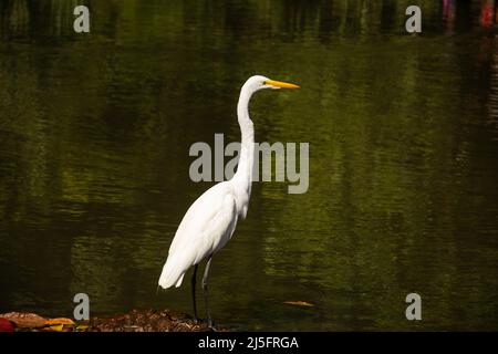 Goiânia, Goias, Brasile – 21 aprile 2022: Un grande airone bianco sulle rive del lago di Bosque dos Buritis a Goiania. Foto Stock