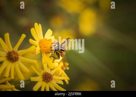 Un'hoverfly europea (pendolo di Helophilus) si nutre di un fiore giallo nella vegetazione del Fen di Wicken in Cambridgeshire Foto Stock