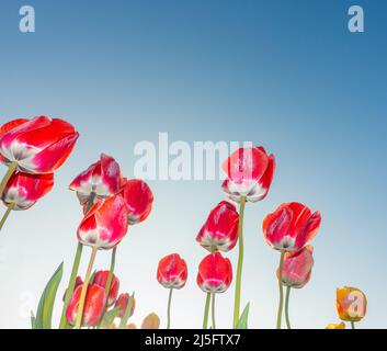 Tulipani rossi contro un cielo blu subito dopo l'alba in una mattinata di primavera gelida. Gelo visibile sui fiori Foto Stock