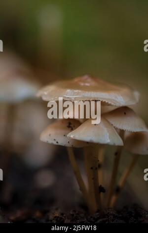 Una piccola torre di funghi crescono insieme fuori dal tronco marcio Foto Stock