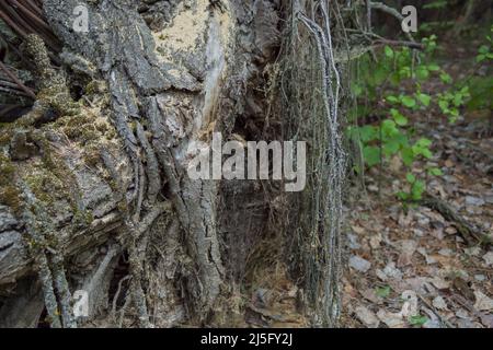 Lichen di susina di Evernia su rami d'albero. Chernobyl Foto Stock