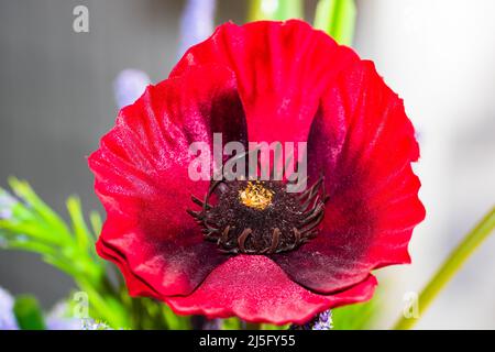 Primo piano di fiori di papavero artificiale decorativo. Foto Stock