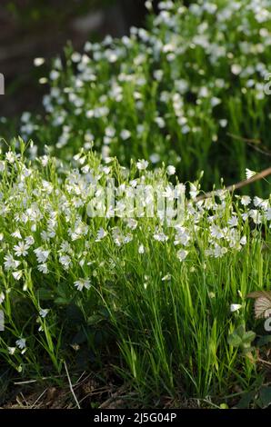 Stellaria holostea fiori, noto anche come addersmeat o maggiore stitchwort in un prato durante la primavera Foto Stock