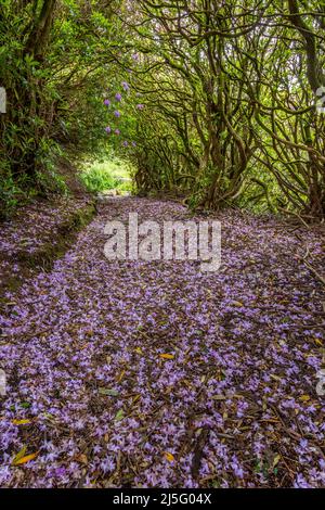 Tunnel di rododendri, Dalquharran, Ayrshire, Scozia Foto Stock