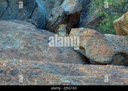 Indian Leopard Cub a Jawai Bera Aravalli Hills Rajasthan Foto Stock