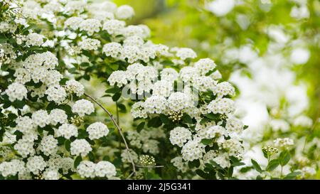 Fioritura della spirea arguta. Rami di fioritura di Spirea arguta (corona di Brides). La natura dietro l'altro Foto Stock