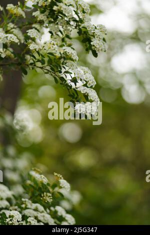 Fioritura della spirea arguta. Rami di fioritura di Spirea arguta (corona di Brides). La natura dietro l'altro Foto Stock