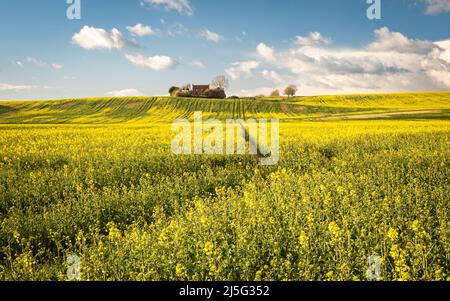 Un campo di fiori gialli di colza in una luminosa giornata di primavera con cielo blu e un casale isolato. Foto Stock