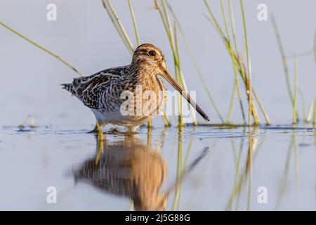 La Snipe comune (Gallinago gallinago) è un piccolo, grossista Wader nativo del Vecchio mondo. Uccello che guado in acque poco profonde di Wetland durante la migrazione. Wildlif Foto Stock