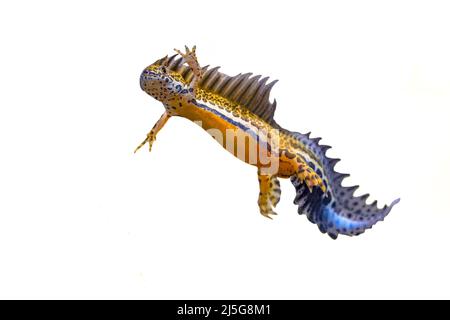 Southern banned newt (Ommatotriton vittatus) maschio anfibio acquatico nuoto su sfondo bianco. Fauna subacquea scena di animali nella natura di Mid Foto Stock