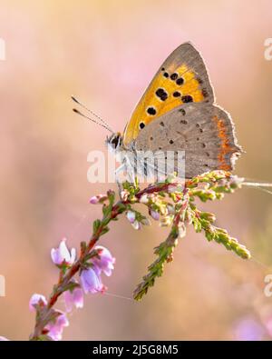 Piccola farfalla di rame (Lycaena phlaeas) arroccata sul fiore della brughiera in una giornata di sole nel mese di luglio. Veluwe, Gelderland, Paesi Bassi Foto Stock