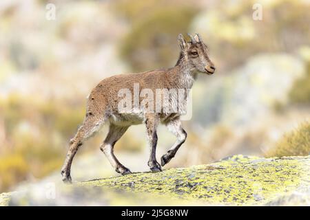 Spagnolo occidentale Ibex o Gredos Ibex (Capra pirenaica victoriae). Giovane animale giovane a piedi sulle rocce nella zona di Sierra de Gredos Spagna. Scena della fauna selvatica Foto Stock