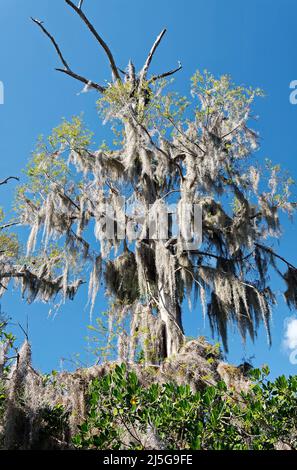 Albero drappeggiato in muschio spagnolo, foglie verdi sparse, rami morti, etereo, natura, Tillandsia usneides, famiglia di ananas, fili argentati ricci, epip Foto Stock