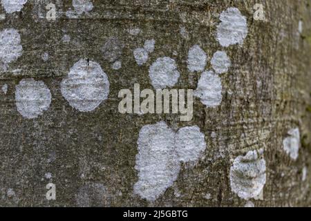 Primo piano tessuto di faggio grigio corteccia con macchie bianche di lichen, macro immagine sfondo Foto Stock