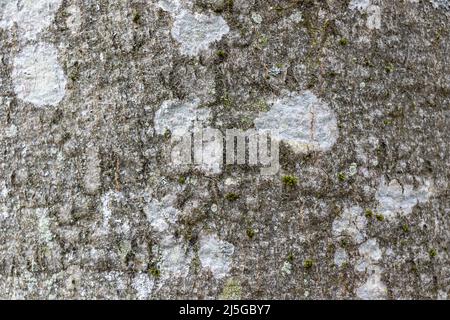 Primo piano tessuto di faggio grigio corteccia con macchie bianche di lichen, macro immagine sfondo Foto Stock