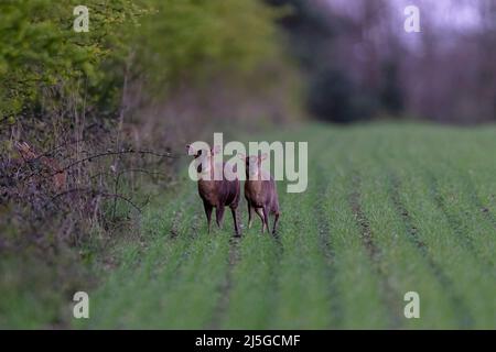 Il muntjac di Fawn Reeves, noto anche come cervo abbaiato e il cervo di Mastreani-Muntiacus reeversi con la doe. Norfolk, Regno Unito. Foto Stock