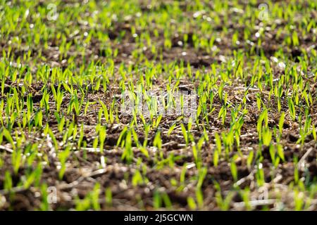 Grano di inverno che germogliano e che cresce su un campo Foto Stock