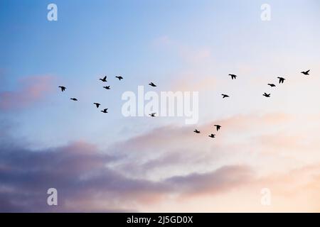 Migrazione di uccelli in primavera di fronte alle nuvole al sole Foto Stock