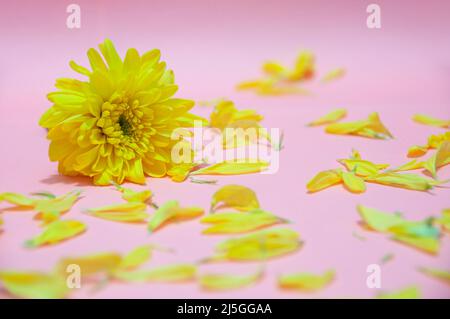 Petali gialli di fiori su sfondo rosa chiaro. San Valentino, Celebration e Mother's Day Concept. Spazio di copia Foto Stock