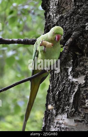 Piccolo macaw verde che mangia una arachidi mentre in un albero di betulla. Foto Stock