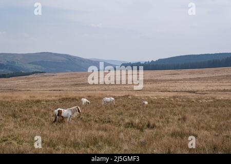 Pony gallesi di montagna che pascolano sulla vegetazione povera, a cui sono ben adattati, sulle colline del Parco Nazionale di Brecon Beacons, Galles. Foto Stock