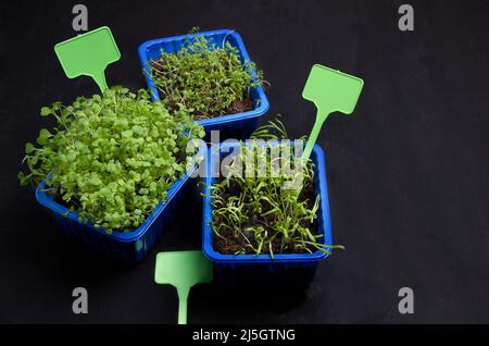 L'uso di vassoi di plastica da verdure per coltivare microgreens a casa è upcycling. Microgreens su sfondo nero, fuoco selettivo Foto Stock