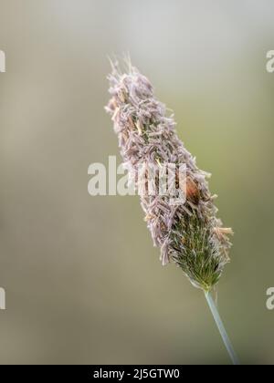 Un colpo macro di una foglia comune dolce alias Phyllobius pyri su erba fiore. Foto Stock