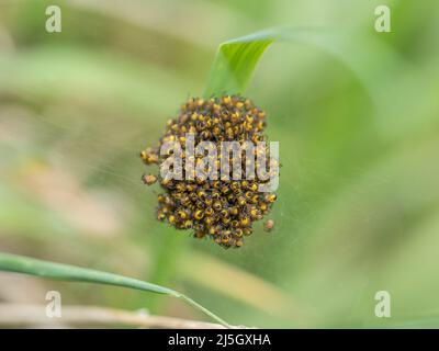 Macroscopio di minuscoli spiderlings tessitori gialli e neri dell'orbo. Araneus sp Regno Unito. Foto Stock