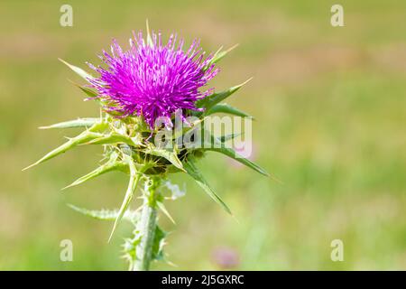 Cardo o cardo Marianus - Silybum marianum -, Els Gallecs, Riserva Naturale, Mollet del Vallés, Barcellona, Spagna Foto Stock