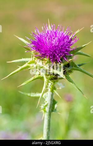Cardo o cardo Marianus - Silybum marianum -, Els Gallecs, Riserva Naturale, Mollet del Vallés, Barcellona, Spagna Foto Stock