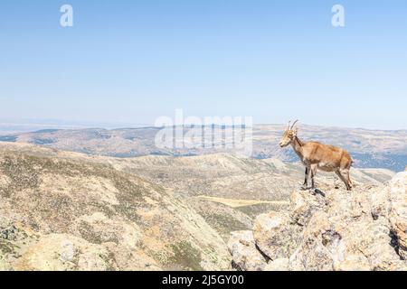 Ibex iberico - Capra pirenaica -, Parco Naturale della Sierra de Gredos, Avila, Spagna Foto Stock