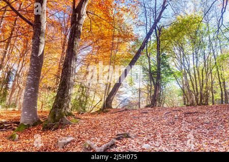 Foresta di Betato a Piedrrafita de Jaca, Huesca, Spagna Foto Stock