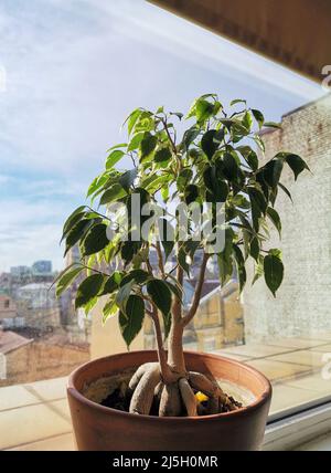 Ficus benjamina bonsai albero in vaso di argilla vicino finestra con case tetti sullo sfondo Foto Stock