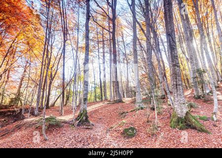 Foresta di Betato a Piedrrafita de Jaca, Huesca, Spagna Foto Stock