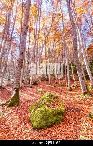 Foresta di Betato a Piedrrafita de Jaca, Huesca, Spagna Foto Stock