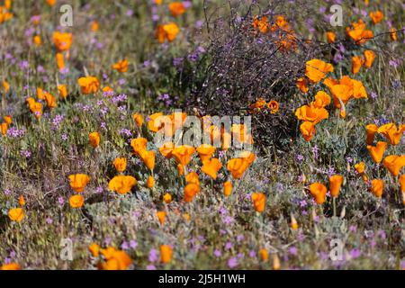 California papaveri tra altri fiori selvatici Foto Stock