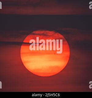 Wimbledon, Londra, Regno Unito. 23 aprile 2022. Un gruppo di tre punti solari visibili verso il tramonto. Parte superiore centrale AR2995, parte centrale destra AR 2994 e 2993, attualmente di fronte alla Terra e di ricambio di svasature solari di classe M. Credit: Malcolm Park/Alamy Live News Foto Stock